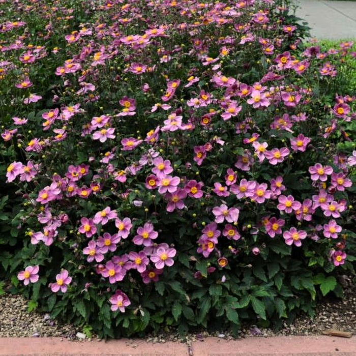 Pretty Lady Diana Anemone blooming in a part-shade border with compact growth and rose-pink late-season flowers