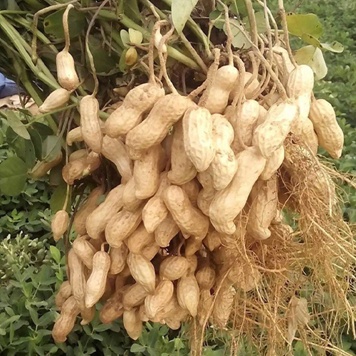 Black Peanut & Groundnut Seeds