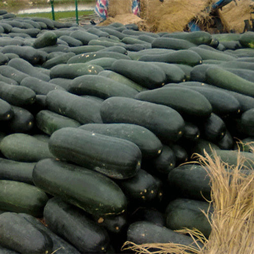 Black-Skin-Wax-Gourd-Winter-Melon-Seeds