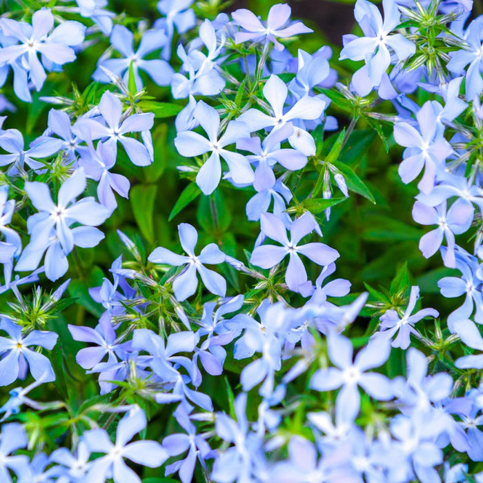 Blue Moon woodland phlox in a shade border, low groundcover covered in lilac-blue spring blooms, brightening the woodland garden edge.