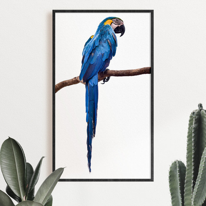 Blue Parrot Photographic Hahnemühle Print