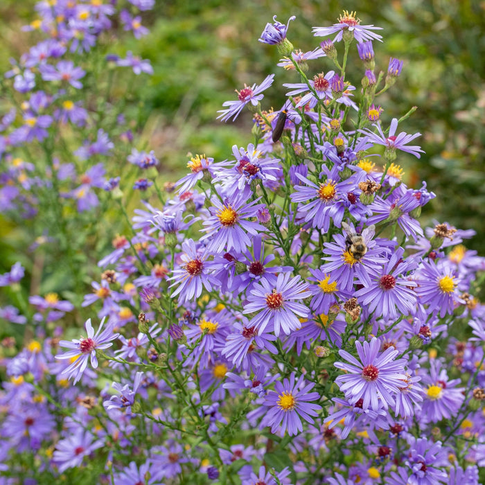 Aster ‘Bluebird’ in a sunny border, upright clumps covered in sky-blue fall flowers, bringing late-season color and movement.