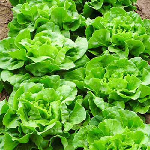 Butter Lettuce Seeds