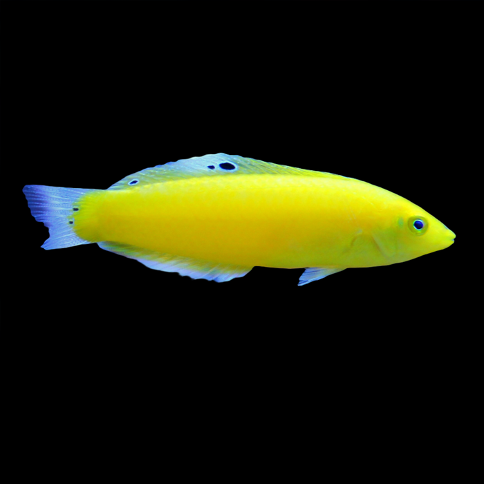 Canary Wrasse 2