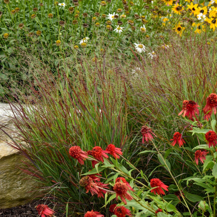 Mature Cheyenne Sky Switchgrass with a tight upright vase-shaped habit and rich wine-red summer foliage