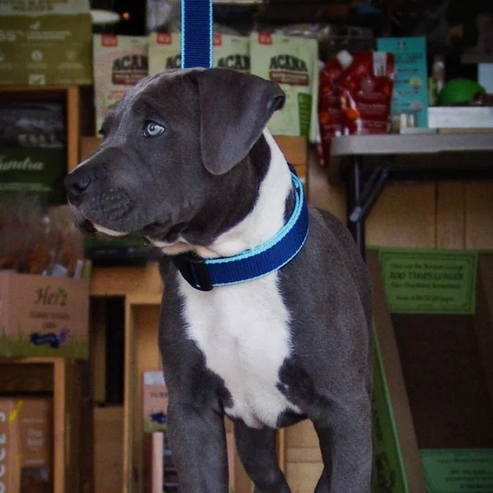 NAVY-AQUA-BAMBOO-DOG-COLLAR