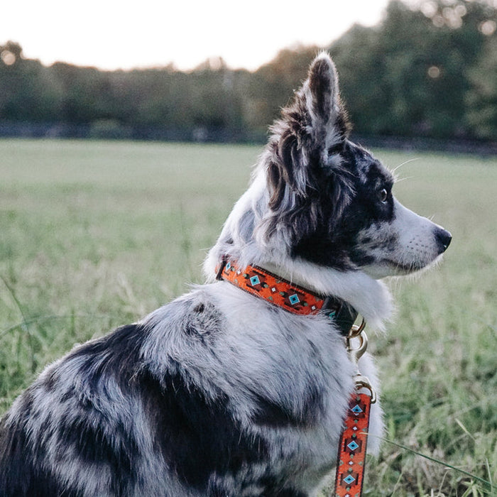 SEDONA-DOG-COLLAR-LEASH-HARNESS