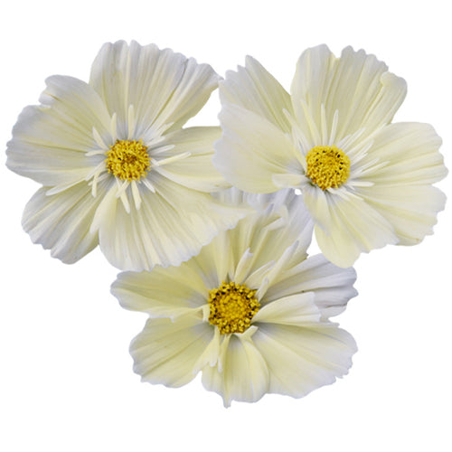Cosmos-Bipinnata-Garden-Cosmos-Seeds