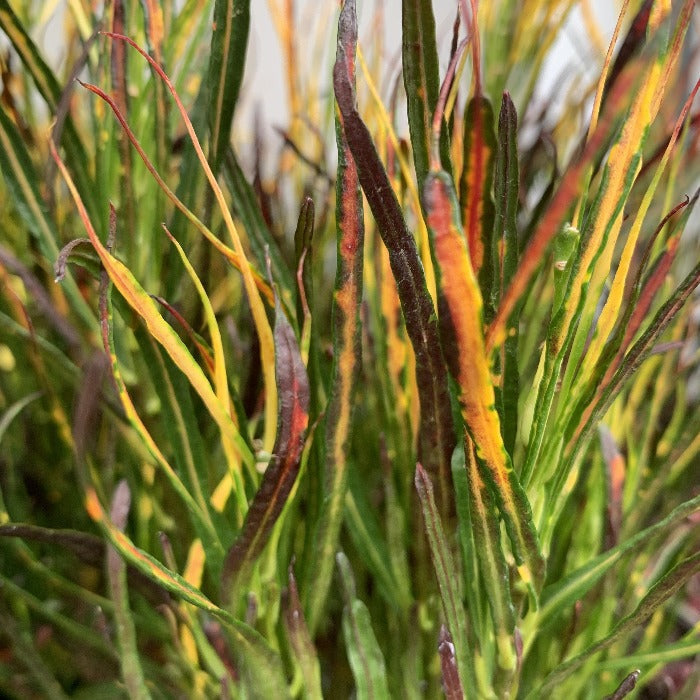 closer look on Crotons Picasso Piantbrush flashy colors of lava red and vibrant green