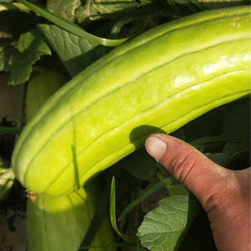 Cucumis-Melo-Snake-Melon-Seeds