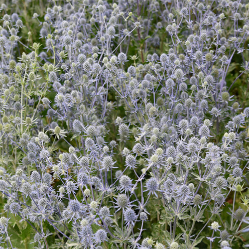 Eryngium-Seeds