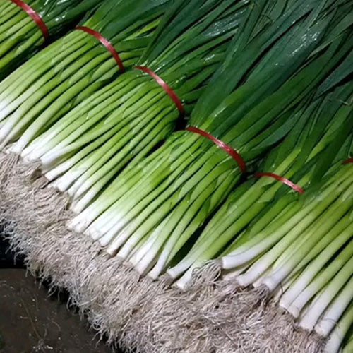 Garlic Sprout Seeds