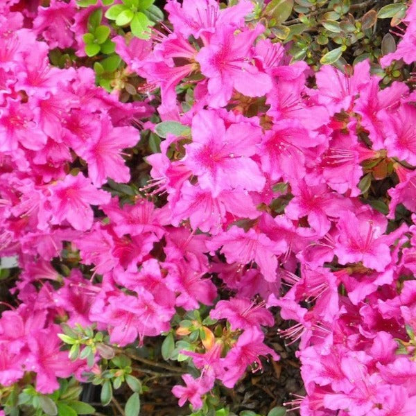 Light blooms of Girards Fuchsia Azalea coming out