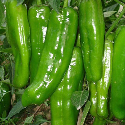 Green-Ox-Horn-Pepper-Chilli-Seeds