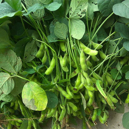 Green-Soy-Bean-Seeds