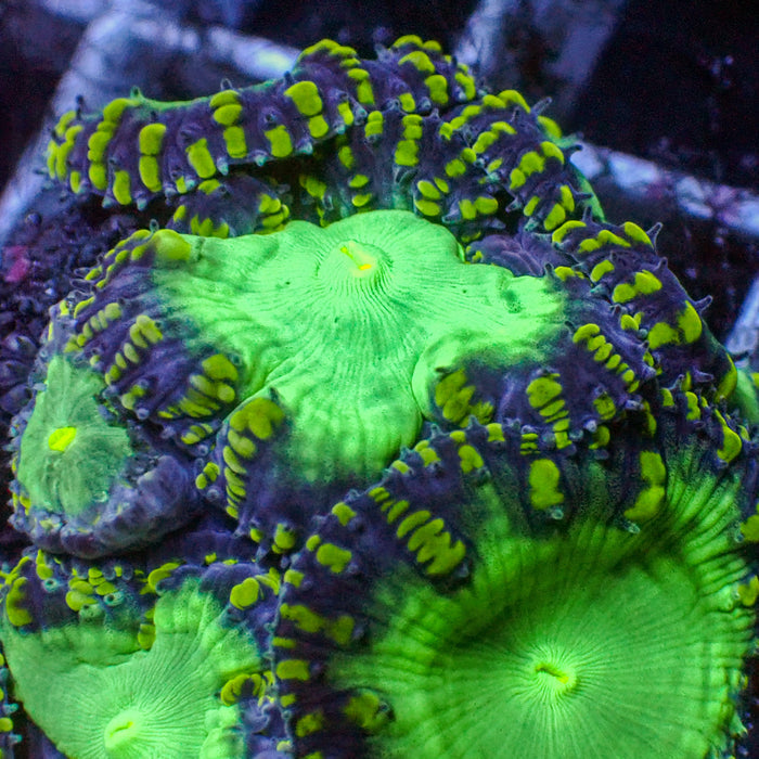 Green Stripe Green Mouth Blastomussa (1 Polyp) 1