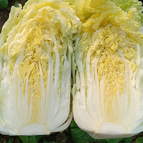 Hybrid-F1-Baby-Chinese-Cabbage-Seeds