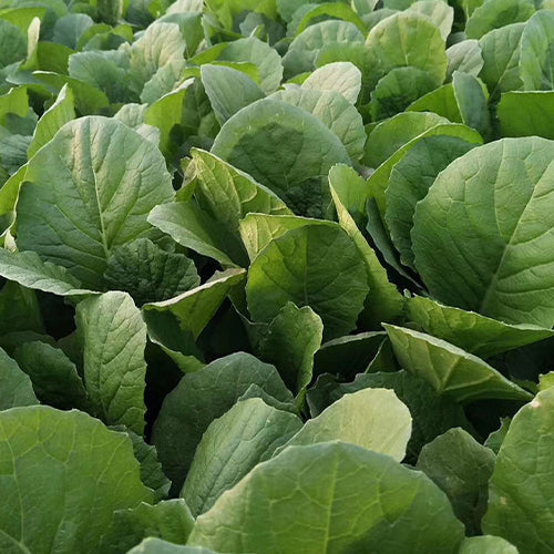 Hybrid-F1-Chinese-Cabbage-Seeds