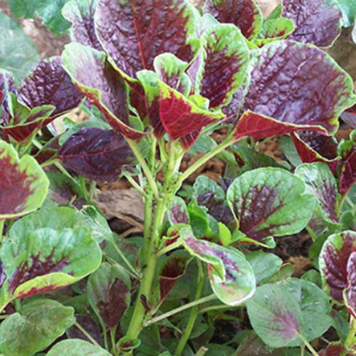 Hybrid F1 Hsien Tsai & Amaranth Seeds