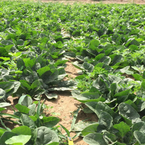 Hybrid-F1-Spinach-Seeds