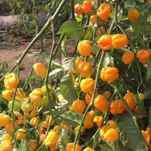 Hybrid F1 Yellow Devil Pepper & Chilli Seeds