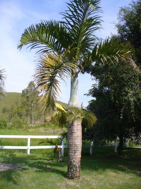 Hyophorbe Verschaffeltii & Palmiste Marron Seeds