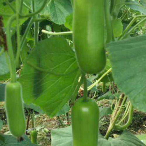 Lagenaria Siceraria & Opo Squash Seeds