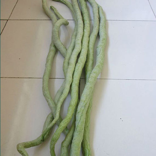 Long-Snake-Bean-Seeds