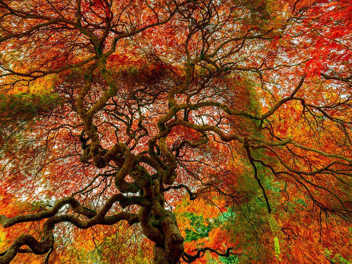 Melbourne Autumn Leaves | Large Format | by Nick Psomiadis