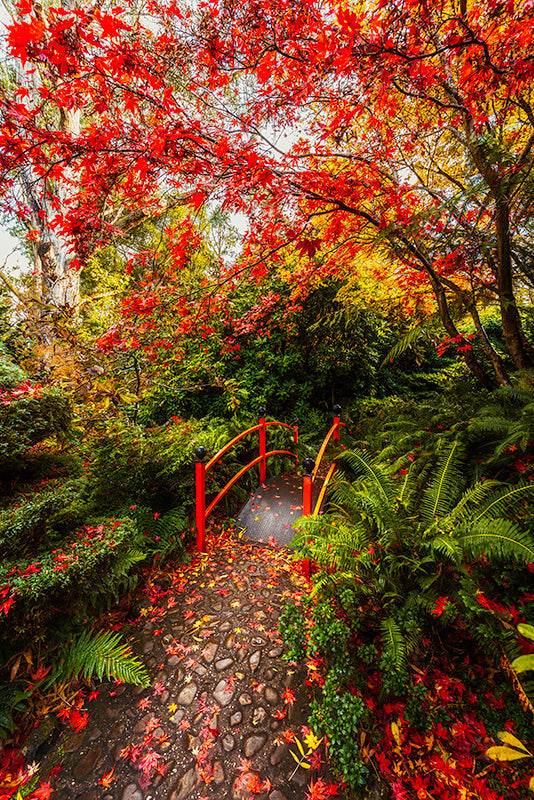 Photography | Mount Macedon | Nick Psomiadis