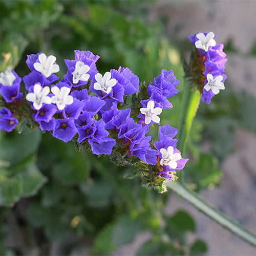 Myosotis-Alpestris-Statice-Seeds