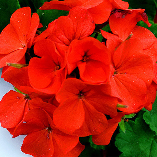 Pelargonium-Hortorum-Geranium-Seeds