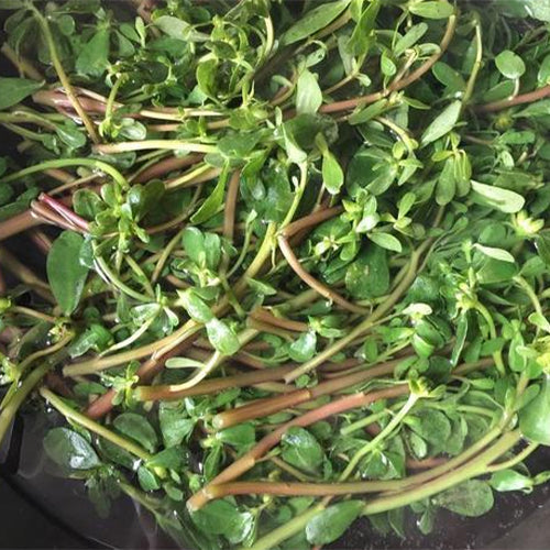 Portulaca-Oleracea-Purslane-Seeds