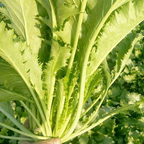 Potherb Mustard & Brassica Juncea Seeds