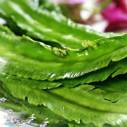 Psophocarpus-Tetragonolobus-Winged-Bean-Seeds