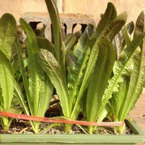 Romaine & Lactuca Sativa Seeds