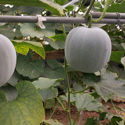 Wax-Gourd-Winter-Melon-Seeds
