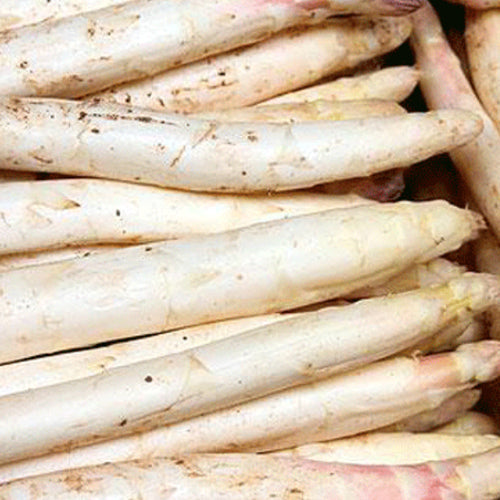 White Asparagus & Reed Shoot Seeds
