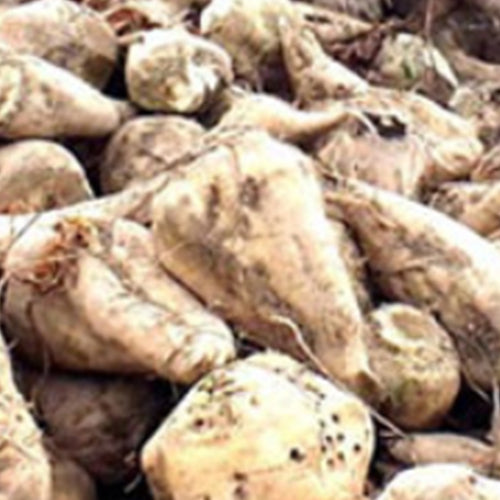 White Beetroot & Beet Seeds