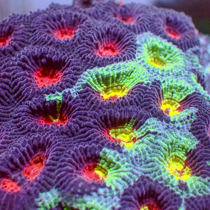 Wonka Rainbow Favia (2-3 Polyps) - Corals Anonymous