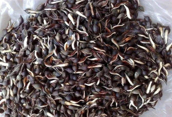 A1 Aquilaria sinensis Agarwood Seeds