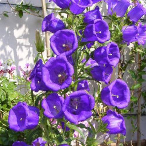 Abutilon-Striatum-Striped-Abutilon-Seeds