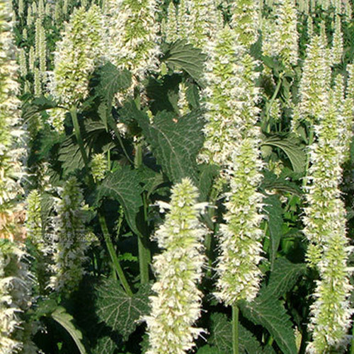 Agastache Rugosa & Cablin Potchouli Seeds