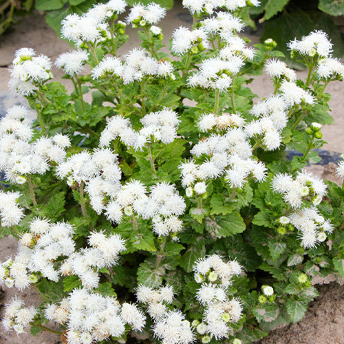 Ageratum Conyzoides & Tropical Whitewee Seeds