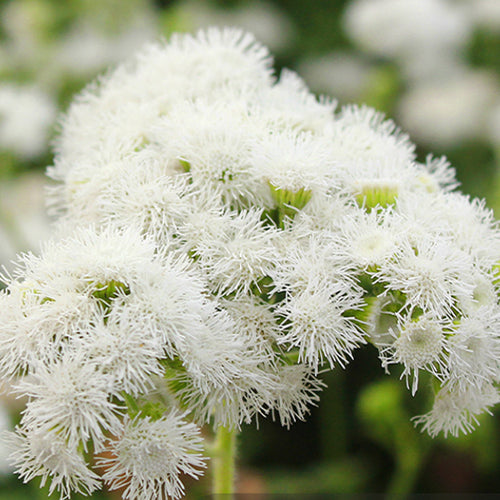 Ageratum Conyzoides & Tropical Whitewee Seeds