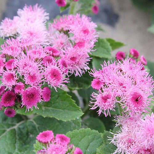Ageratum Conyzoides & Tropical Whitewee Seeds