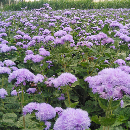 Ageratum Conyzoides & Tropical Whitewee Seeds