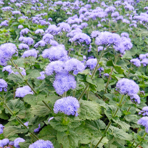 Ageratum Conyzoides & Tropical Whitewee Seeds
