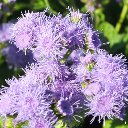 Ageratum Conyzoides & Tropical Whitewee Seeds