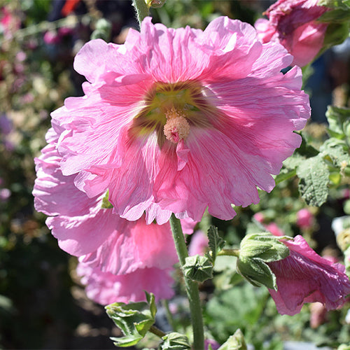 Althaea-Rosea-Hollyhock-Seeds